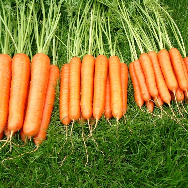Kings Carrot Sweet Candle F1 RHS AGM Seeds
