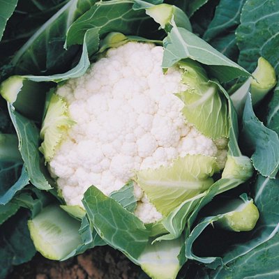 Kings Cauliflower Boris F1 Seeds