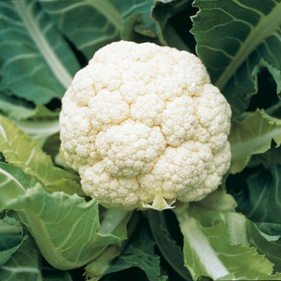 Kings Cauliflower Goodman Seeds