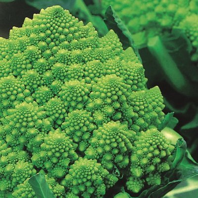 Kings Cauliflower Romanesco Seeds