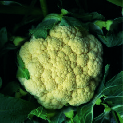 Kings Cauliflower Snow March F1 Seeds