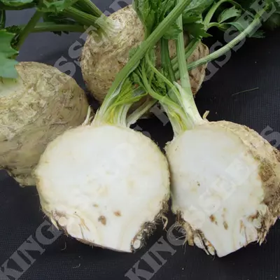 Kings Celeriac Asterix F1 Seeds