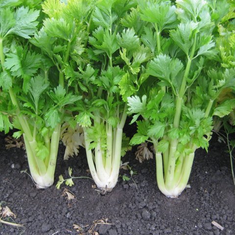 Kings Celery Golden Self Blanching Seeds