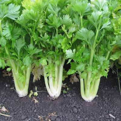 Kings Celery Golden Self Blanching Seeds