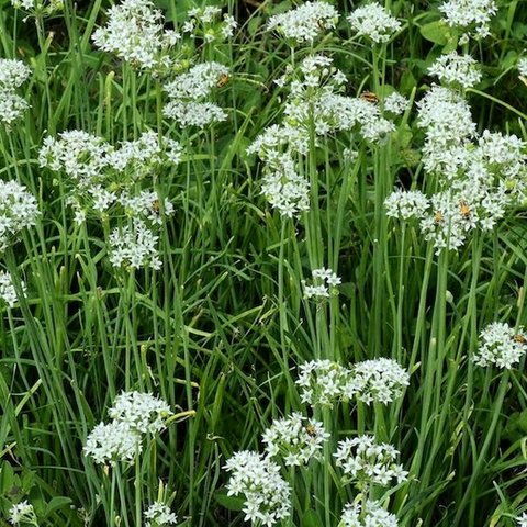 Kings Chives  Garlic Seeds