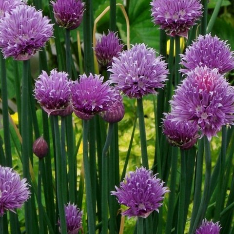 Kings Chives Seeds