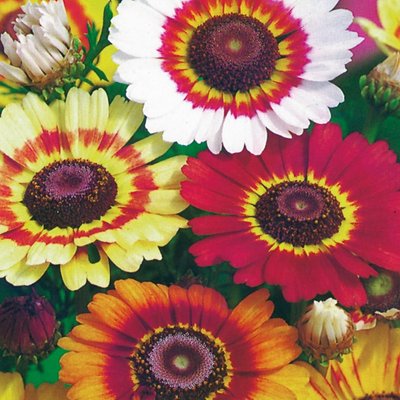 Kings Chrysanthemum Rainbow Seed