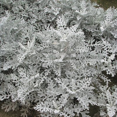 Kings Cineraria Maritima Silver Dust Seed