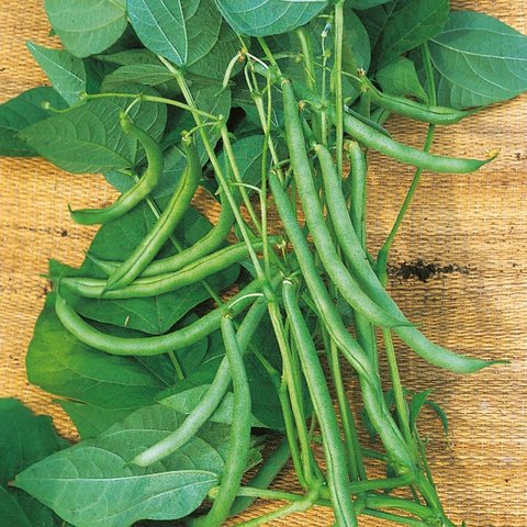 Kings Climbing French Bean Blue Lake Seeds