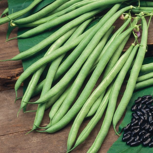 Kings Climbing French Bean Cobra Seeds