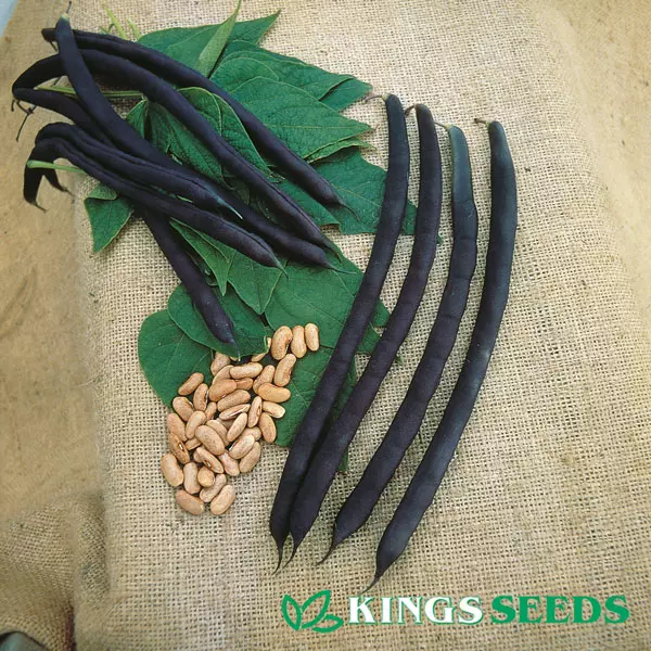 Kings Climbing French Bean Cosse Violette Seeds