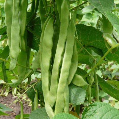 Kings Climbing French Bean Hunter Seeds