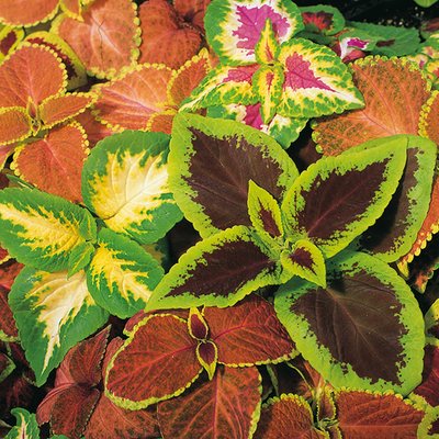 Kings Coleus  Top Crown Seed