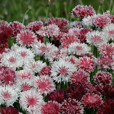 Kings Cornflower Classic Romantic Seed