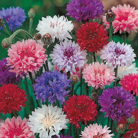 Kings Cornflower Double Mixed Seed