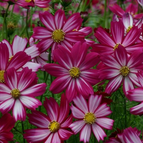 Kings Cosmos  Cosimo Red-White Seeds