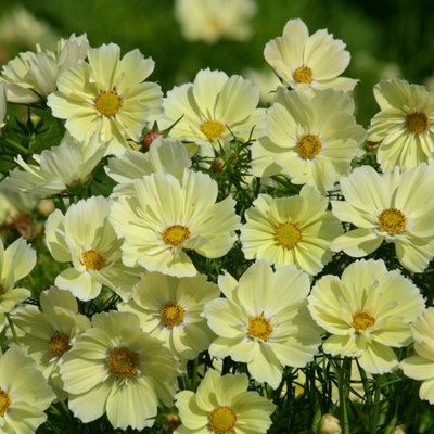 Kings Cosmos  Xanthos Seed