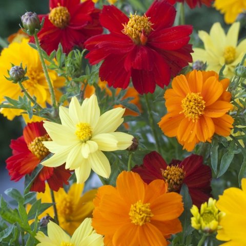 Kings Cosmos Brightness Mixed Seed