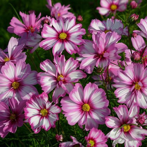 Kings Cosmos Capriola Seed