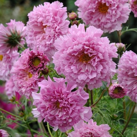 Kings Cosmos Rose Bon Bon Seed