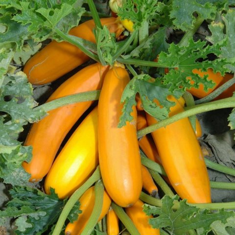 Kings Courgette Atena Polka F1 Seeds