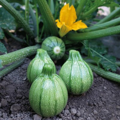 Kings Courgette Boldenice F1 Seeds