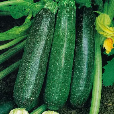 Kings Courgette Nero Di Milano Seeds