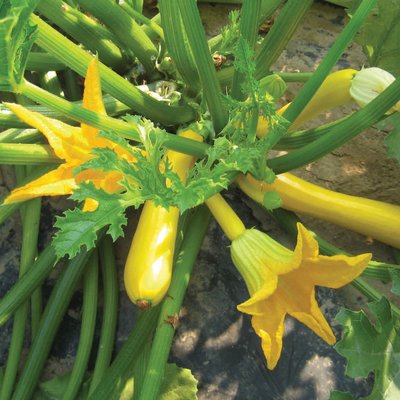 Kings Courgette Orelia F1 Seeds
