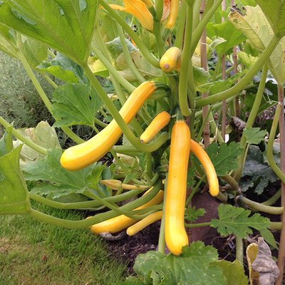 Kings Courgette Shooting Star F1 Seeds