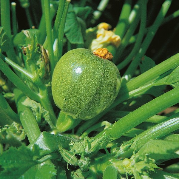 Kings Courgette Tondo Di Nizza Seeds