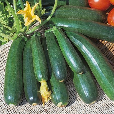 Kings Courgette Zucchini Seeds