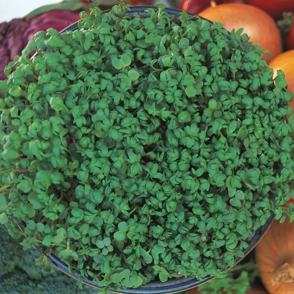 Kings Cress Fine Curled Seeds