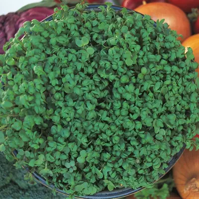 Kings Cress Fine Curled Seeds