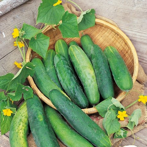 Kings Cucumber Bedfordshire  Prize Seeds