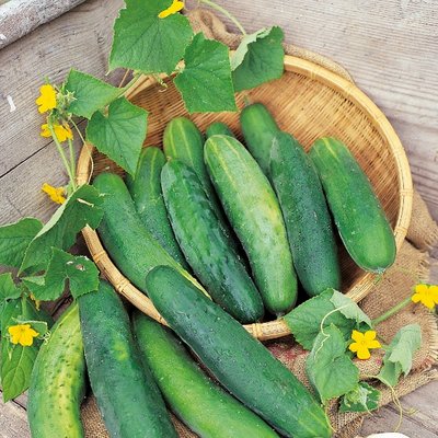 Kings Cucumber Bedfordshire  Prize Seeds