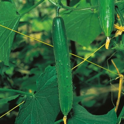 Kings Cucumber Burpless Tasty Green F1 Seeds