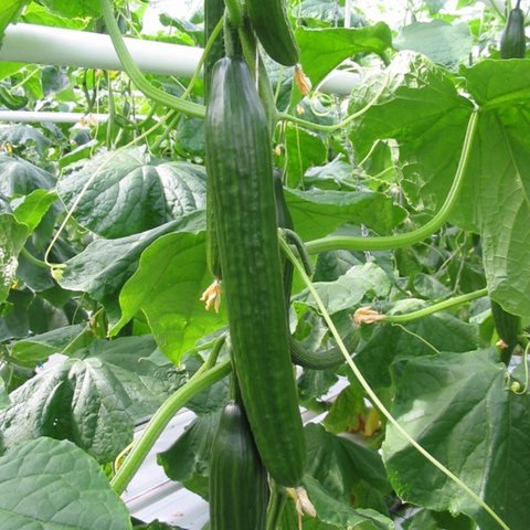 Kings Cucumber Femspot F1 Seeds