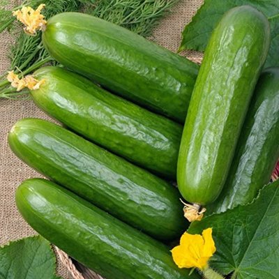 Kings Cucumber La Diva Seeds