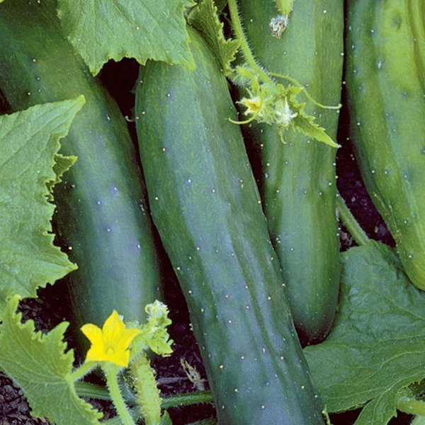 Kings Cucumber Marketmore Seeds