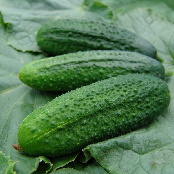 Kings Cucumber Partner F1 (Gherkin) Seeds