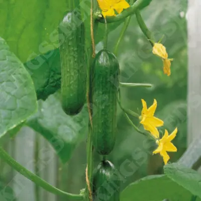 Kings Cucumber Passandra F1 Seeds