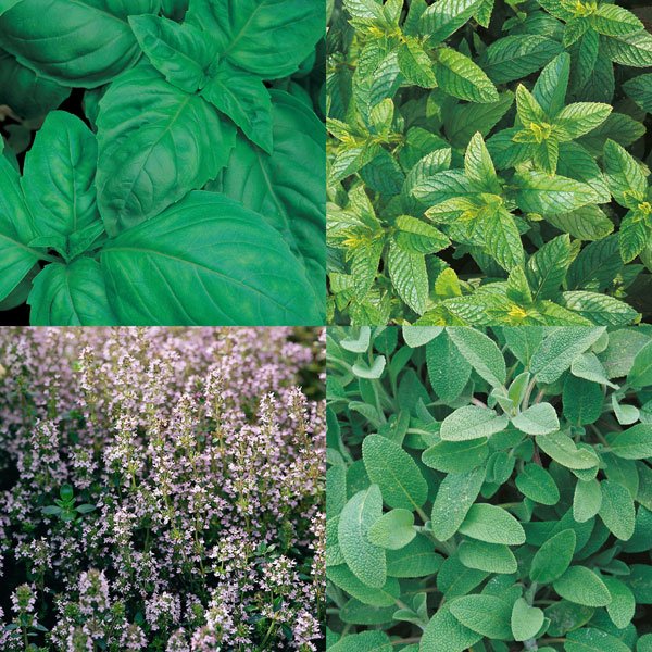 Kings Culinary Favourites Collection Pack Basil, Sage, Thyme, Mint, Sweet Marjoram Seeds