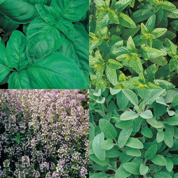 Kings Culinary Favourites Collection Pack Basil, Sage, Thyme, Mint, Sweet Marjoram Seeds
