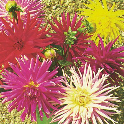 Kings Dahlia Cactus Hybrids Mixed Seed