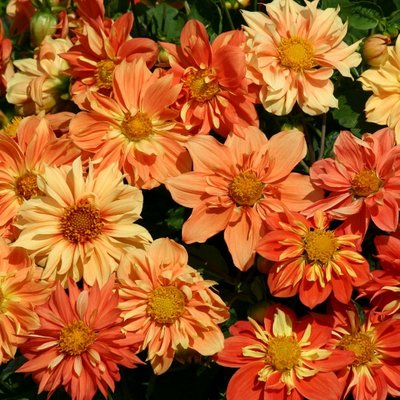 Kings Dahlia Sunny Reggae Seed