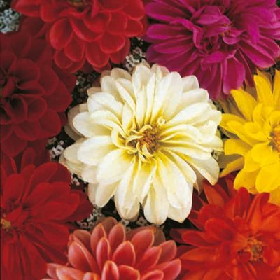 Kings Dahlia Unwin Dwarf Seed