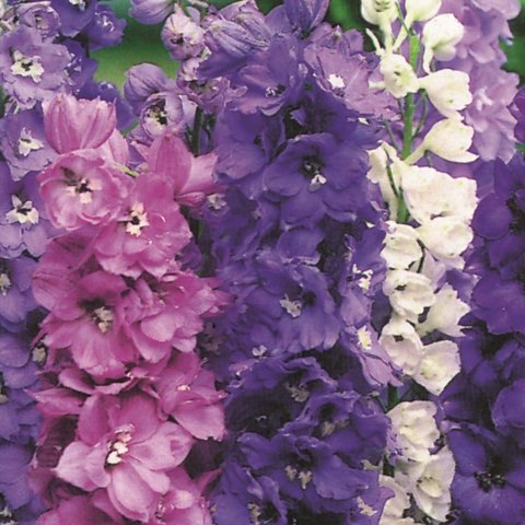 Kings Delphinium Magic Fountains Mix Seed