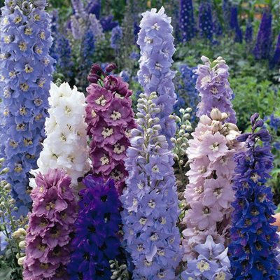 Kings Delphinium Pacific Giant Mixed Seed