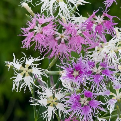 Kings Dianthus Hybridus Rainbow Loveliness Seed