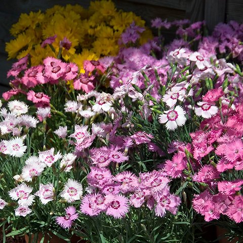 Kings Dianthus Plumarius Sweetness Mix Seeded